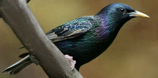 European Starling